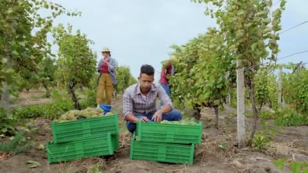 Grupo multiétnico de trabajadores estacionales en medio de la viña recogiendo la vendimia de este año en el día de otoño — Vídeos de Stock