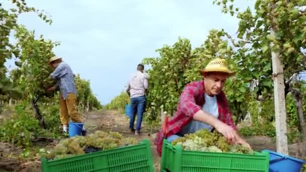Фермер привлекательный и харизматичный отбор винограда в середине виноградника других сельских жителей, работающих на заднем плане — стоковое видео