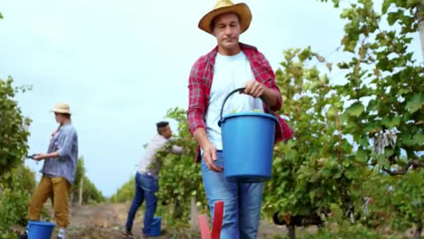 Bonito fazendeiro com um chapéu no meio da vinha descarregar a colheita de uvas na caixa de plástico em um dia de outono — Vídeo de Stock