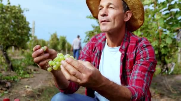 Midden in de wijngaard neemt een oude boer even pauze en eet wat druiven die genieten van het concept van biologische voeding en landbouw — Stockvideo