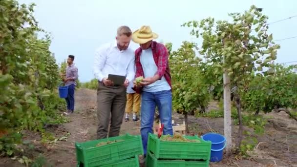 ブドウ畑のハンサムなビジネスマンは、ブドウの収穫のいくつかの写真を撮るためにデジタルタブレットを使用して農家の男性ビジネスマンと議論しています。ARRI Alexaで撮影 — ストック動画