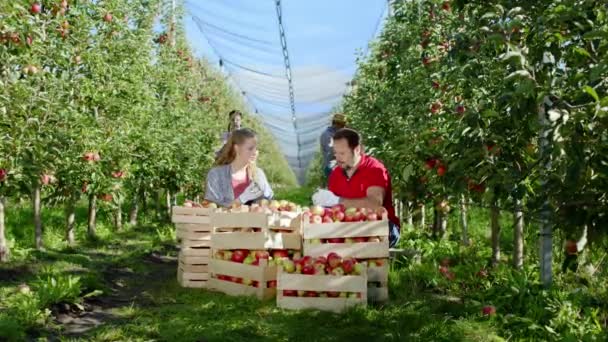Elma bahçesinin ortasında çiftçi aile elma topluyor ve yeni elma hasadı konsepti olan organik tarım ve sağlıklı gıda üretimini tartışıyorlar. — Stok video