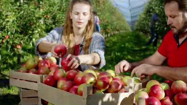 Moderne appelboomgaard seizoenarbeiders en boeren werken geconcentreerd verzamelen van de nieuwe oogst en selecteren op de doos voor de camera — Stockvideo