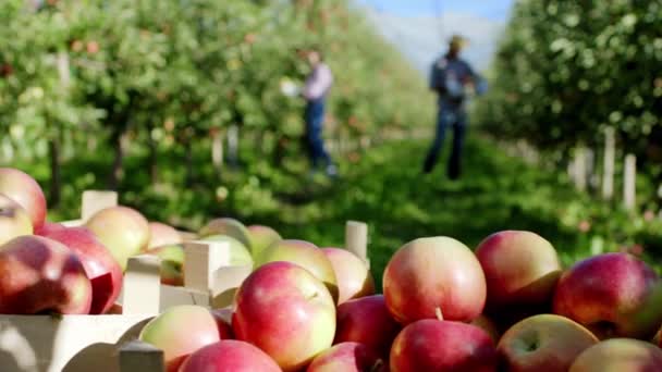 Concepto de agricultor de alimentos orgánicos y trabajador recogiendo las manzanas frescas y maduras del árbol en medio del huerto de manzanas. Disparo en ARRI Alexa Mini. — Vídeos de Stock