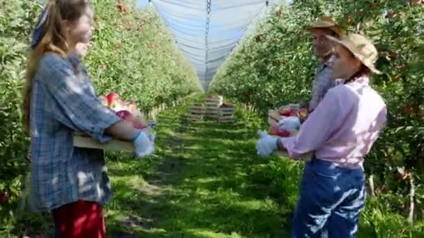 Konsep pertanian besar dan modern Apple kebun mengambil video petani dan panen apel tahun ini — Stok Video