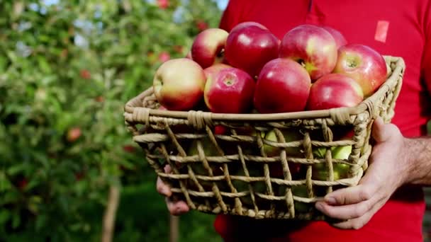 Primer plano de la cámara en el agricultor del huerto de manzanas sosteniendo la canasta de una manzana madura y fresca recolectada de un árbol. Disparo en ARRI Alexa Mini. — Vídeo de stock