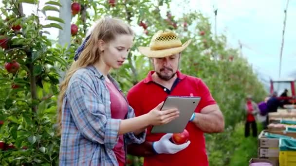 Im modernen Apfelgarten analysieren Vater Bauer und seine kleine Tochter vom Tablet aus die Ergebnisse der diesjährigen Ernte und laden die Äpfel in die Kisten — Stockvideo