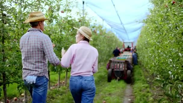 Пара фермеров, идущих через яблоневый сад, анализируя что-то, что другие сезонные рабочие разгружают яблоки в трактор. — стоковое видео