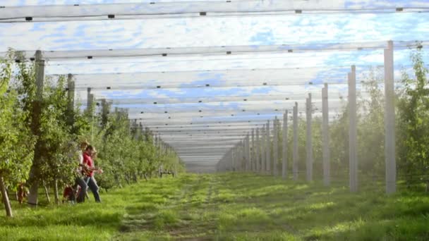 Przed kamerą duża i nowoczesna organiczna grupa rolników spacerująca przez sad i analizująca zbiory w tym roku. Strzał na ARRI Alexa Mini. — Wideo stockowe