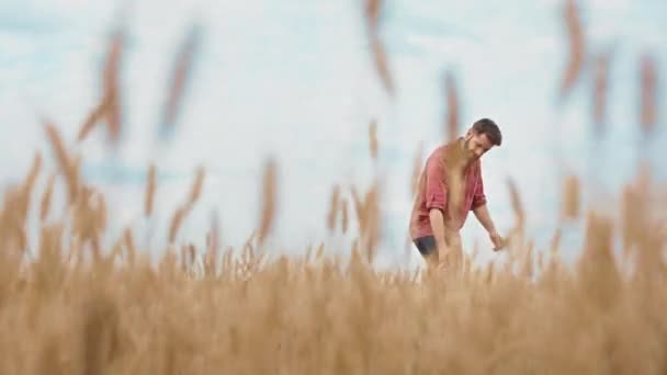 Koncept zemědělství a farmář procházející pšeničným polem a dotýkající se mladé pšenice se cítí šťastný a uvolněný — Stock video