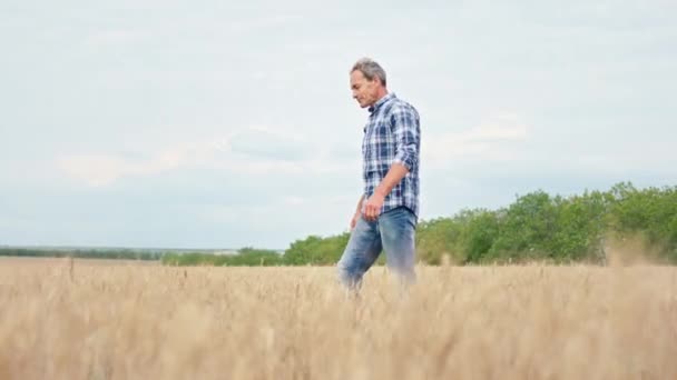 Marchant dans le champ de blé agriculteur homme il prend soin après le champ d'analyser le résultat de cette année concept de l'agriculture — Video