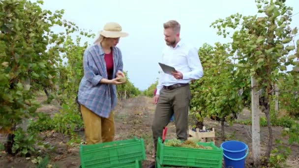 Mitt i vingården snygg ung kvinna landsbygd och attraktiv affärsman analysera smaken av druvorna mannen som håller en digital tablett — Stockvideo