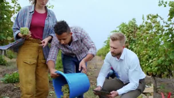 Grupo multiétnico de campesinos y un empresario en medio del viñedo analizan los resultados de la vendimia de uvas de este año utilizando tableta digital — Vídeos de Stock