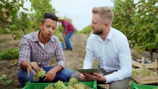 Afro-Amerikaanse man en charismatische zakenman in het midden van de wijngaard ze analyseren de druivenoogst en hebben een gesprek concept van biologische teelt en landbouw bedrijf — Stockvideo