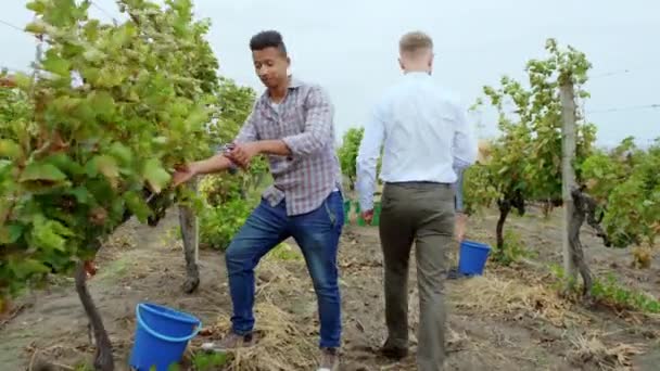 Empresário e seus trabalhadores rurais no meio da vinha ter uma conversa sobre o processo de recolha da colheita de uvas — Vídeo de Stock