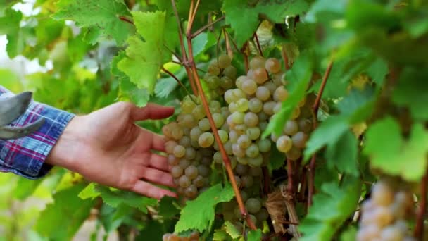 Concepto de frutas orgánicas en el viticultor recogiendo la vendimia de la uva de cerca a la cámara. Disparo en ARRI Alexa — Vídeos de Stock