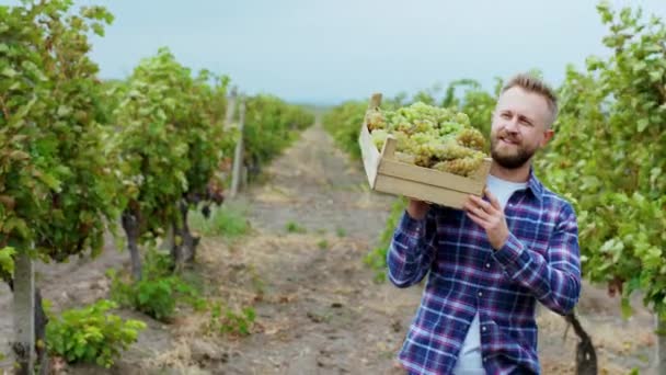 Przed kamerą spacerujący charyzmatyczny wiejski człowiek przez winnicę trzyma drewniany kosz pełen winogron. — Wideo stockowe