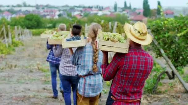 Nel vigneto camminando lungo contadino e la sua famiglia multirazziale con qualche cesto di legno pieno di uva fresca biologica raccolta. Girato su ARRI Alexa — Video Stock