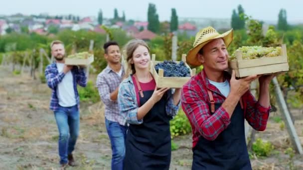 Atractivo granjero anciano y su equipo de campo en medio de un viñedo caminando delante de la cámara sosteniendo una cesta de madera llena de uvas frescas de cosecha. 4k — Vídeos de Stock