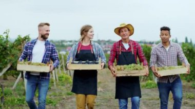 Kameranın önünde yürüyen karizmatik gülümseyen büyük çiftçi ve diğer kırsal kesimdeki insanlar üzüm bağında ellerinde taze üzüm hasadı dolu ahşap bir sepet tutuyorlar. 4k