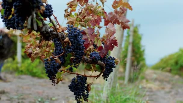 Перед камерою, одягнений у великий виноградник органічний виноград, росте ходячий фермер і його сільська команда йдуть вниз, тримаючи свіжий виноград, повний дерев'яного кошика. Розстріляний по ARRI Alexa — стокове відео