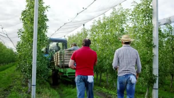 Due uomini d'affari in agricoltura monitorano il trattore come guida con pieno di frutta raccolta attraverso il concetto di frutteto di cibo biologico — Video Stock