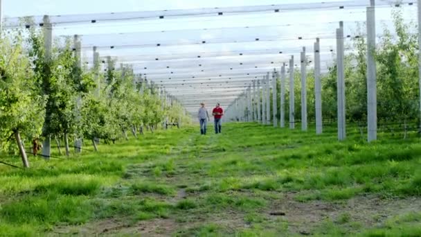 Beim Gang durch den Obstgarten analysieren ein Geschäftsmann mit einem digitalen Tablet und ein Landwirt die Erntemenge in diesem Jahr — Stockvideo