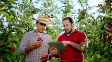 Kameranın önünde elma bahçesiyle dolu güzel bir yerde iki çiftçi dijital tablet kullanarak elmaların çeşitliliğini analiz ediyor.