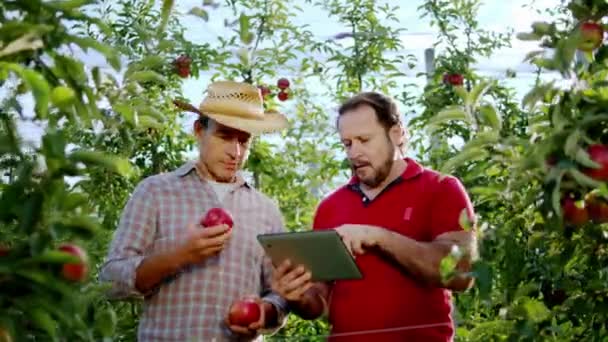 Vor der Kamera in einem wunderschönen Apfelgarten analysieren zwei Bauern die Apfelvielfalt mit einem digitalen Tablet. — Stockvideo