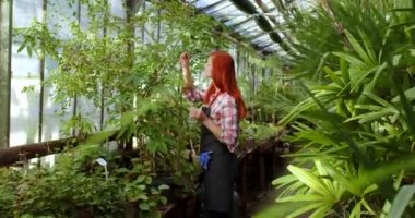 Çok yoğun bir çiçekçi kadın bitkiler için biraz ilaç alır ve bir seradaki çömleğe döker. 4k