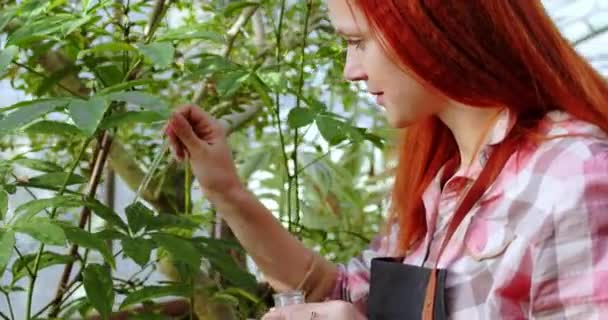 Em uma grande estufa closeup para a mulher florista câmera usando alguns medicamentos para as plantas tomar algumas gotas nas plantas para ser mais saudável — Vídeo de Stock