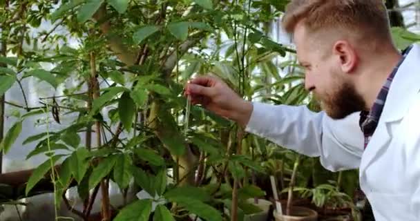 Detalhes cientista homem em uma estufa tomar alguns medicamentos ou vitaminas para colocar sobre as plantas para ser mais saudável ele vestindo muito concentrado — Vídeo de Stock