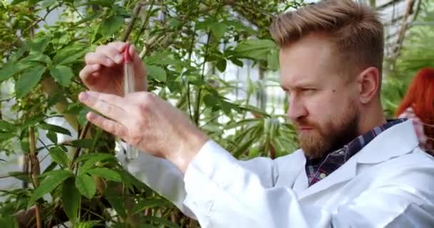 Hombre carismático concentrado científico que trabaja en un invernadero tomar algunas vitaminas para las plantas y flores floristería fondo mujer utilizando tableta para hacer algunas imágenes — Vídeo de stock