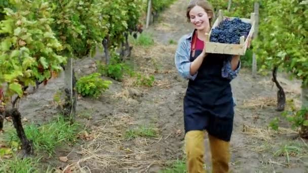 Koncept organického jídla a rostoucí usmívající se velké krásné ženy na venkově kráčející před kamerou vinicí plnou čerstvých hroznů na koši. Zastřelen na ARRI Alexa — Stock video