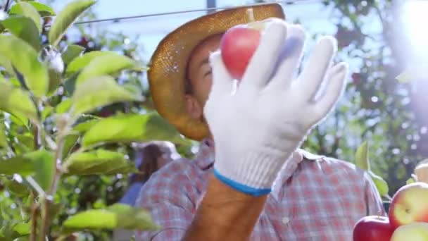 Em um dia ensolarado carismático com um belo homem sorridente agricultor no pomar da maçã coletando alguma maçã fresca da árvore. Tiro em ARRI Alexa Mini. — Vídeo de Stock