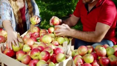 Kırsal kesimde olgun bir adam ve genç bir kadın elma bahçesinde tarımın ahşap kutusundan elma seçiyorlar.