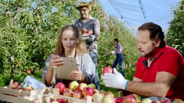 Landbrug koncept i midten af æbleplantage closeup smukke dame landskab tage nogle billeder af nye høst i år ved siden af sin far de analysere og diskutere om de mest – Stock-video