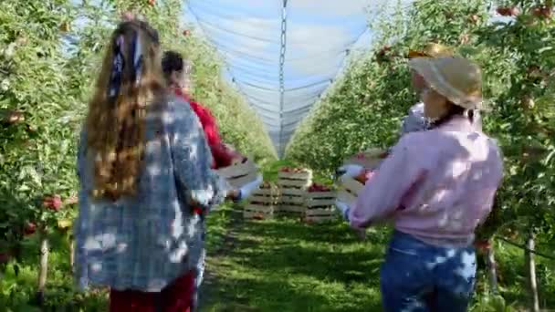 Caminhando no grupo pomar de maçãs de homens e senhoras do campo segurando algumas caixas de maçãs frescas e maduras depois de coletar a nova colheita deste ano — Vídeo de Stock