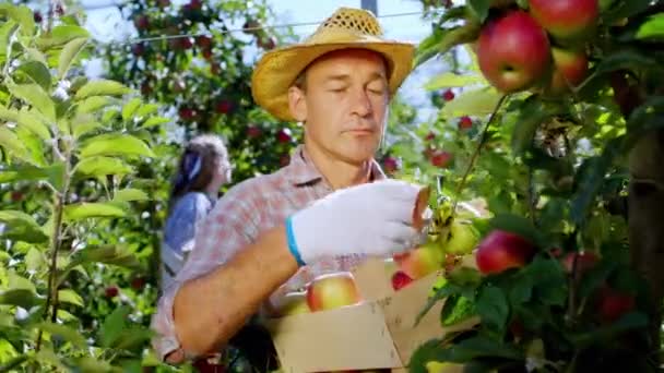 Olgun çiftçi adam ağaçtan elma toplayıp tahta kutunun üstüne koymuş. — Stok video