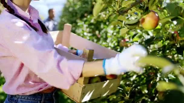 Elinde tahta bir kutu tutan ve meyve bahçesinin ortasındaki ağaçtan taze elma toplayan bir çiftçi kadının detayları. — Stok video