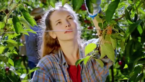 Happy and charismatic young woman in the apple orchard collecting from the tree fresh apple on the wooden box — Stock Video