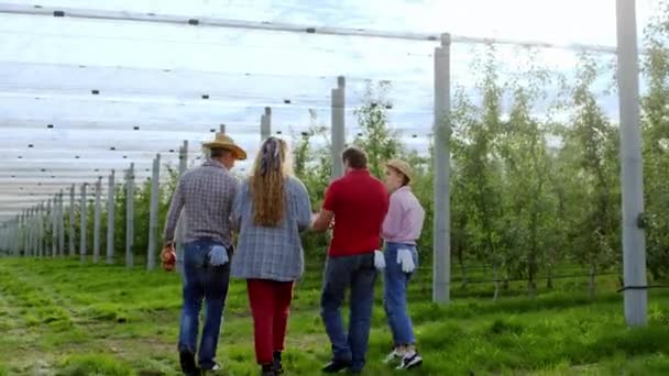 Красивая пара фермеров в середине яблоневого сада ходить и обсуждать что-то о сборе урожая яблок в этом году — стоковое видео