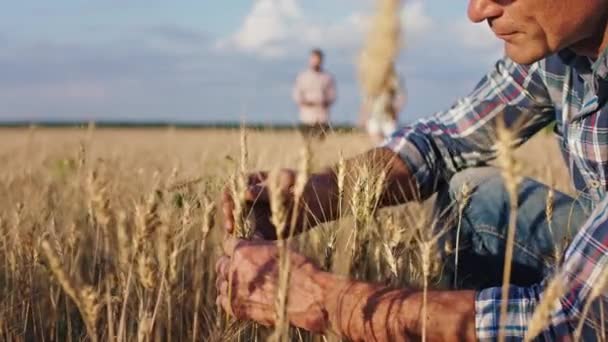 Beautiful large wheat field old man farmer working concentrated he analyzing the spikes other family members walking through the wheat field. Shot on ARRI Alexa Mini — Stock Video