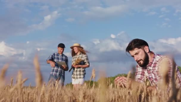 Kamera önünde çiftçi aile buğday tarlasının ortasında vakit geçirir buğday tarlasını analiz eder ve birlikte tartışır heyecanlı hissederler. — Stok video