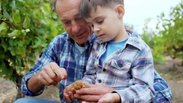 Dekat dengan kamera tampan anak kecil dan kakeknya dengan senyum lebar di tengah kebun anggur mereka menghabiskan waktu bersama-sama mengambil beberapa buah anggur untuk mencicipi. Ditembak pada ARRI Alexa — Stok Video