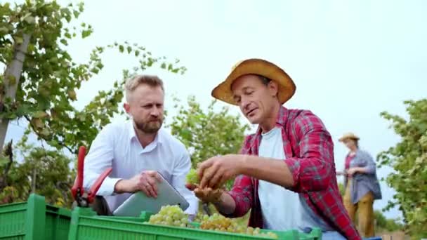 Closeup to the camera businessman and the mature farmer analyzing and taste the grapes in the middle of vineyard concept of organic farming and agriculture industry — Stock Video