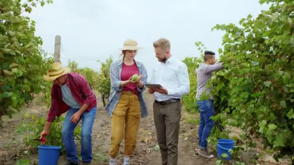 Familia campesina en el viñedo junto con el empresario analizando un plan de futuro para el negocio agrícola que degustar algunas uvas y echar un vistazo a través de la tableta digital señora y hombre de negocios — Vídeos de Stock