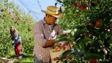 Kameranın önünde yaşlı çiftçi ağaçtaki ağaçtan elma topluyor diğer işçiler elma bahçesinde yürüyor. 4k