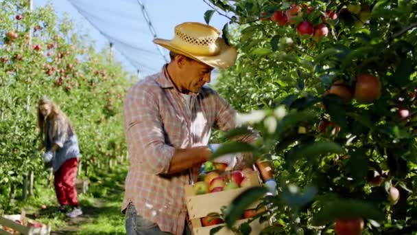 Перед камерой старик-фермер собирает яблоко с дерева на деревянной коробке, остальные рабочие спускаются на яблоневый сад. 4k — стоковое видео