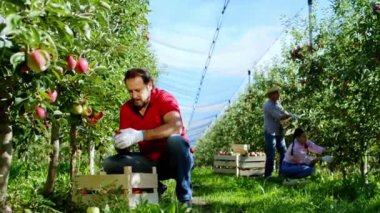 İnanılmaz bir elma bahçesi çalışanı grubu ağaçtan elma topluyor birlikte çalışmaktan keyif alıyorlar.